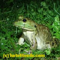 /home//u458753944/public_html/sourcegallery//Frogs/More bullfrogs/P6020072.JPG